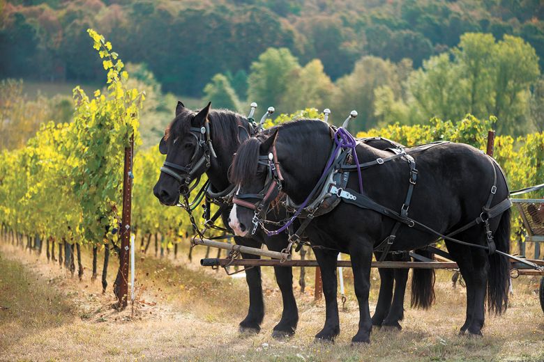 Illahe Vineyards winery offers visitors a front-row seat overlooking the many rows of grapevines.##PHOTO CREDIT: Easton Richmond