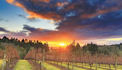Sunset over the vines growing in the Oswego Hills Vineyard. ##Photo by Aniko Photography