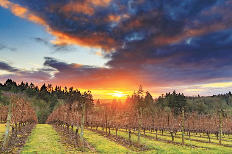 Sunset over the vines growing in the Oswego Hills Vineyard. ##Photo by Aniko Photography