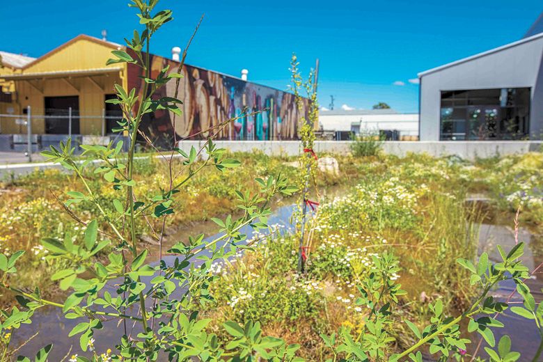 City Center Wine District’s newly planted bioswale.##Photo BY M. Steffan Photography