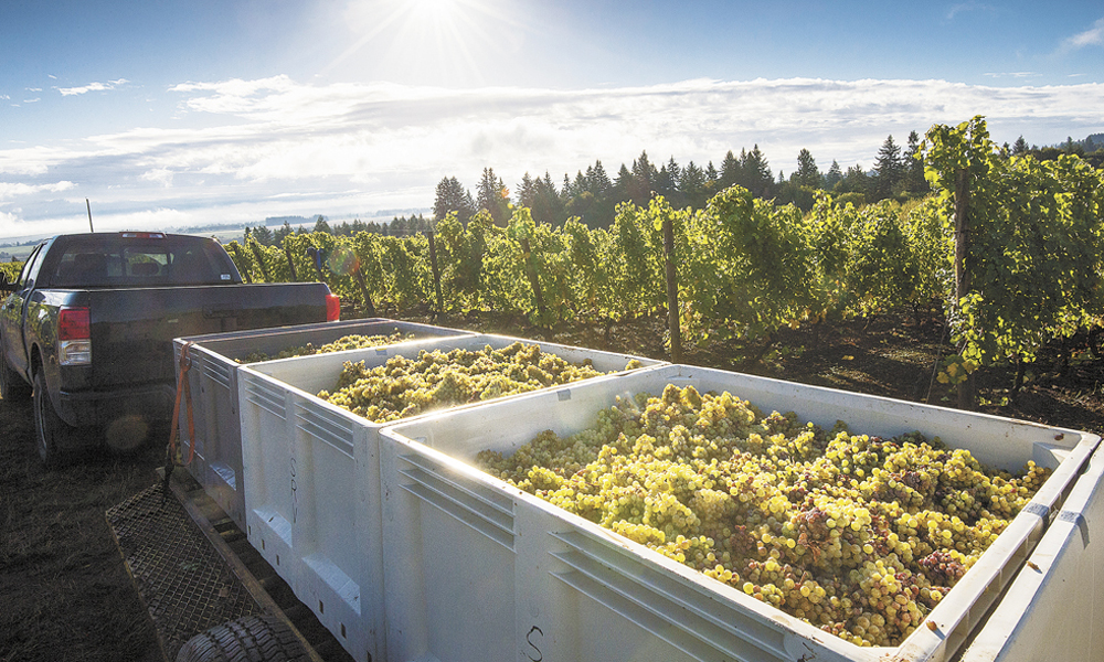 Brooks hauls fruit out of the vineyard and into the Amity winery’s new facility during the record-breaking 2014 harvest. Wineries were inundated with top-notch fruit. ##Photo by Andrea Johnson