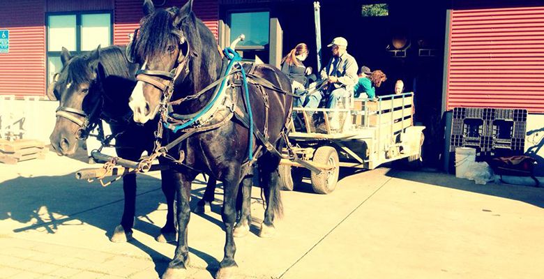 Mark Sougstad leads the draft horses that will transport the wine from the winery to the canoe on the Willamette River.##Photo provided