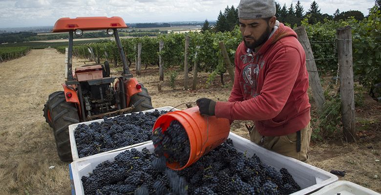 On Sept. 4, a worker at Elton Vineyards in the Eola-Amity Hills empties a bucket of Pinot Noir into a picking bin. Harvest rarely starts before Labor Day, but vineyards and wineries predicted the early crush and were well prepared.##Photo by Andrea Johnson