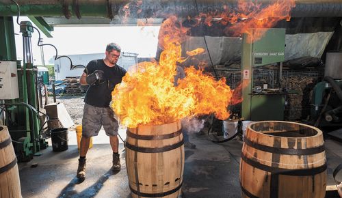 TOP: Oregon Barrel Works  Travis Scofield toasting a barrel. An Oregon white oak, known as Quercus garryana, growing at McMinnville s Oregon Barrel Works. ## Photo by Rusty Rae