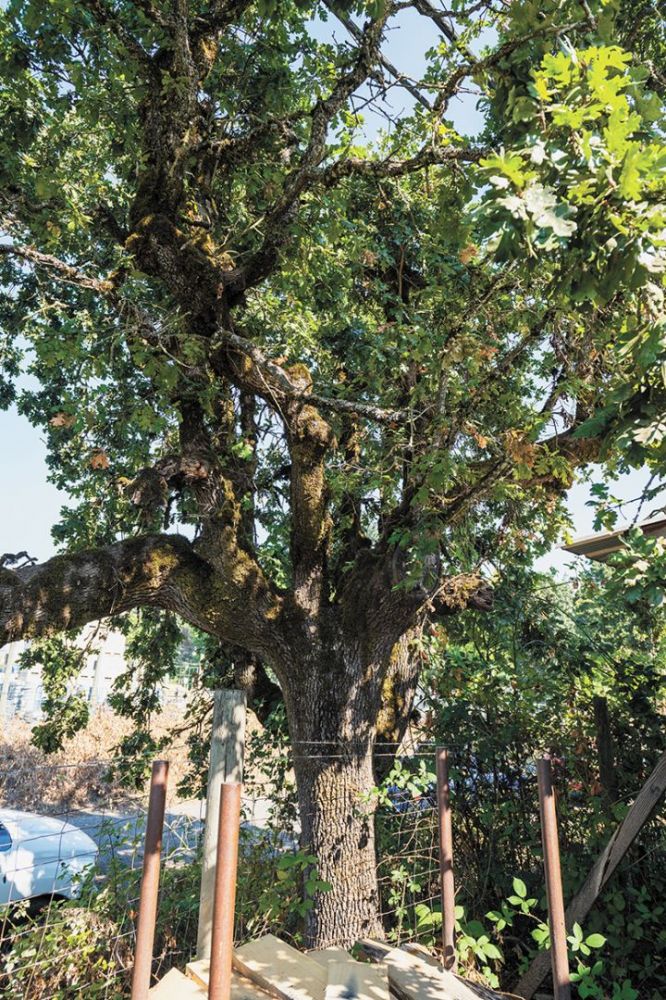 An Oregon white oak, known as Quercus garryana, growing at McMinnville s Oregon Barrel Works. ## Photo by Rusty Rae