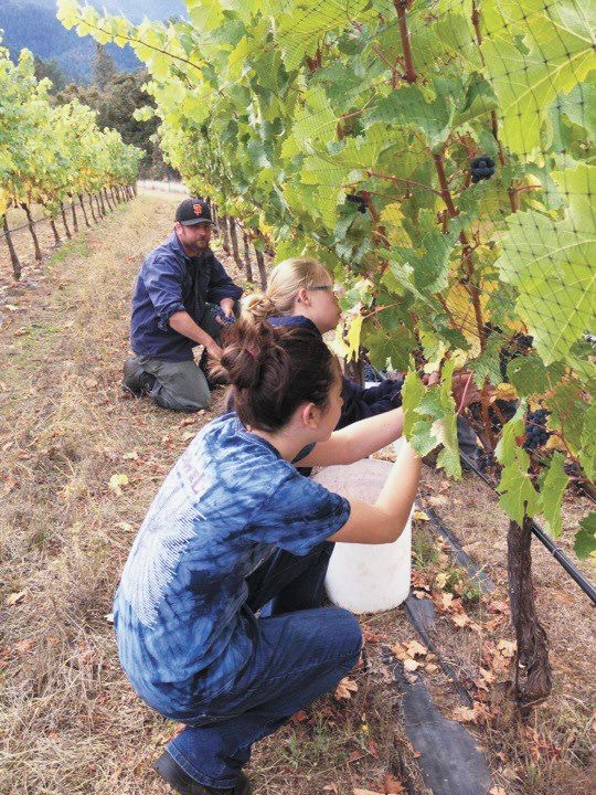 Herb Quady harvesting Cabernet Franc at Mae’s Vineyard with 12-year old daughters Trine and Margaux.##Photo provided by Quady North