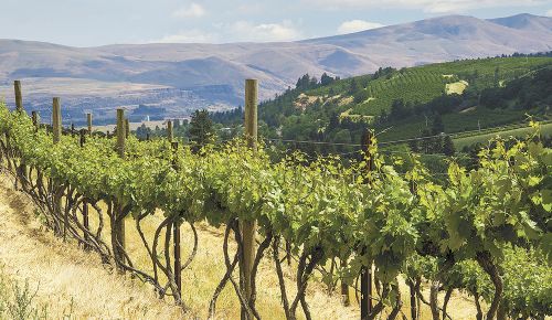 Originally planted in the 1880s by an Italian immigrant who imported the vines from Italy, The Pines 1852 old-vine Zinfandel thrives in the Columbia Gorge near The Dalles.##Photo by Andrea Johnson