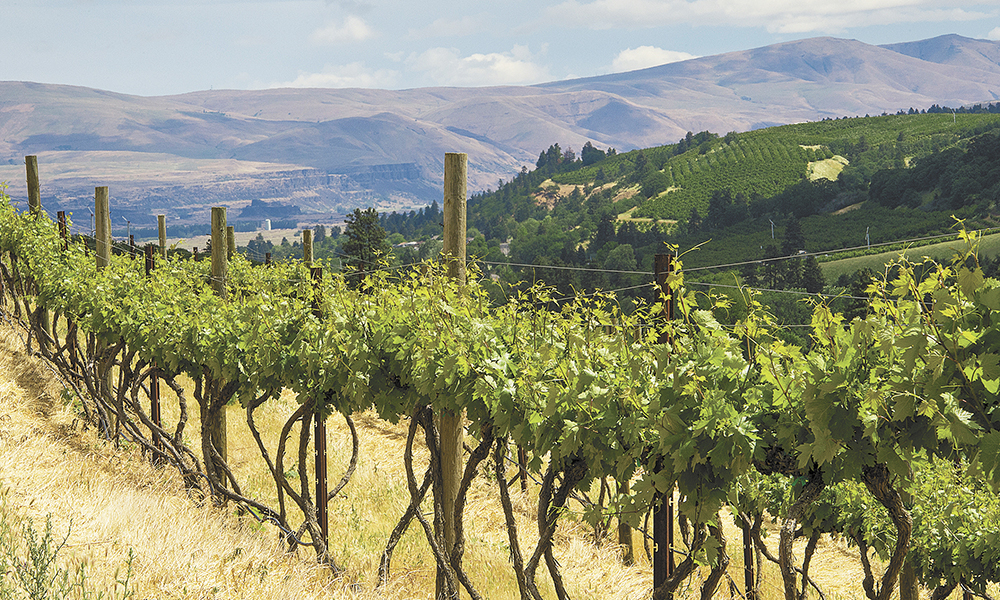 Originally planted in the 1880s by an Italian immigrant who imported the vines from Italy, The Pines 1852 old-vine Zinfandel thrives in the Columbia Gorge near The Dalles.##Photo by Andrea Johnson