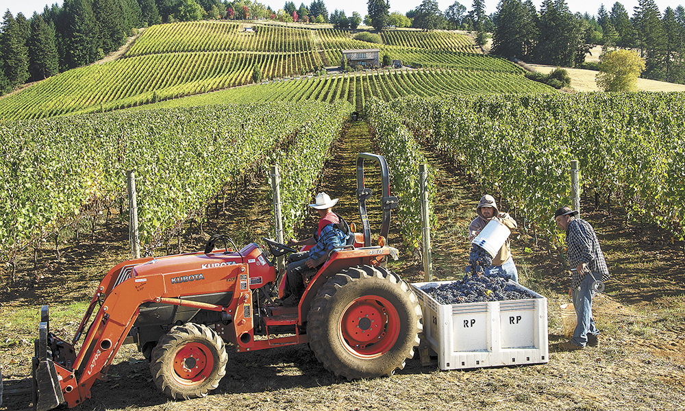 At Saffron Fields Vineyard, located outside Yamhill, a harvest worker dumps his bucket of grapes into the bin at the end of the row.##Photo by Andrea Johnson