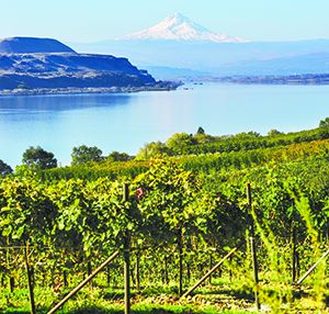 Jacob Williams Vineyard ##Photo provided Jacob Williams Vineyard ##Photo provided