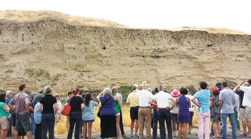 The soil profile typical of the lower elevations of Seven Hills Vineyard. The top three feet (where bird nesting holes are concentrated) is wind-deposited silt (loess). The crudely stratified material below is sand and silt layers deposited by the Missoula Floods around 15,000 years ago. ##Photo by Carla Bitter The soil profile typical of the lower elevations of Seven Hills Vineyard. The top three feet (where bird nesting holes are concentrated) is wind-deposited silt (loess). The crudely stratified material below is sand and silt layers deposited by the Missoula Floods around 15,000 years ago. ##Photo by Carla Bitter