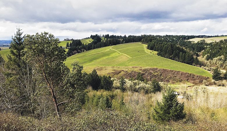 Editor Hilary Berg s new  office  view from her home at Roots Vineyard.