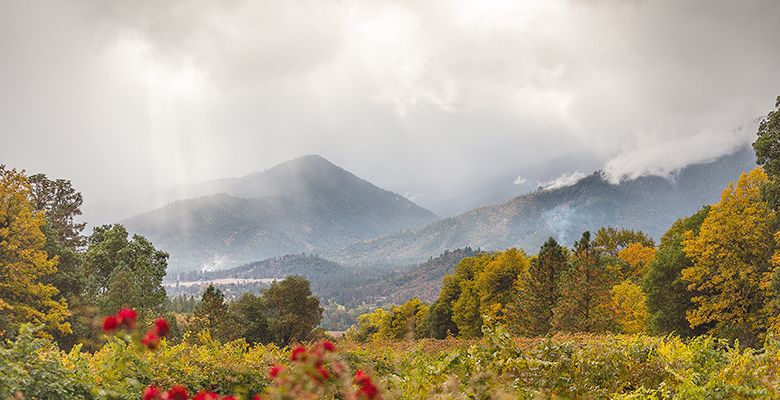 An Applegate Valley vineyard with a backdrop of nearby mist-covered mountains. ## Photo provided by Uncorked Barrel Tour