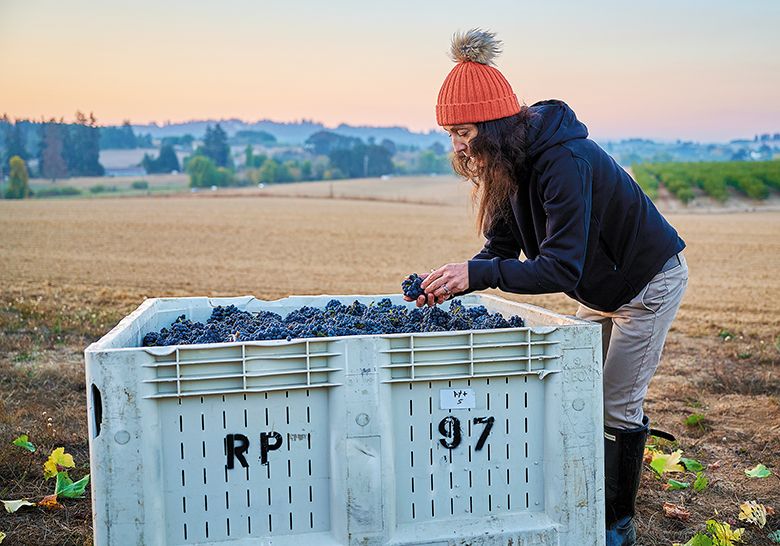 Ximena Orrego, winemaker and owner of Atticus Wines, inspecting fruit during an early morning pick at her Yamhill-Carlton estate vineyard. ## Photo by Aaron Lee, Courtesy of the Oregon Wine Board