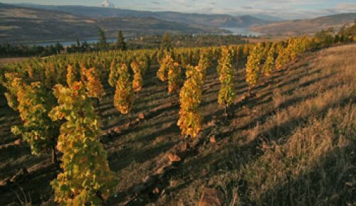 Hannah’s Bench is one of five estate vineyards
owned by the McCormick family of Memaloose Wines. Hannah’s Bench is one of five estate vineyards
owned by the McCormick family of Memaloose Wines.
