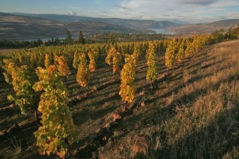 Hannah’s Bench is one of five estate vineyards
owned by the McCormick family of Memaloose Wines.