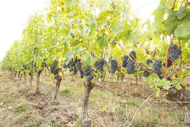 A crop of unthinned Pinot Noir grapes in a vineyard owned by Ken Wright. ## Photo provided by Ken Wright Cellars