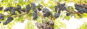 An old vine heavy with unthinned Pinot Noir grape clusters at a vineyard owned by Ken Wright. ## Photo provided by Ken Wright Cellars