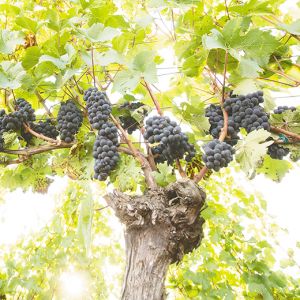 An old vine heavy with unthinned Pinot Noir grape clusters at a vineyard owned by Ken Wright. ## Photo provided by Ken Wright Cellars