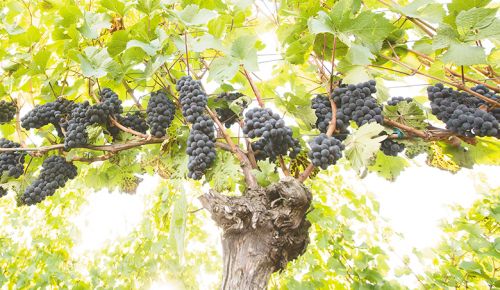 An old vine heavy with unthinned Pinot Noir grape clusters at a vineyard owned by Ken Wright. ## Photo provided by Ken Wright Cellars