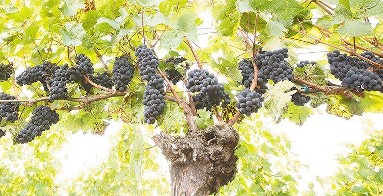 An old vine heavy with unthinned Pinot Noir grape clusters at a vineyard owned by Ken Wright. ## Photo provided by Ken Wright Cellars