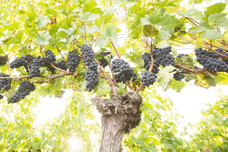 An old vine heavy with unthinned Pinot Noir grape clusters at a vineyard owned by Ken Wright. ## Photo provided by Ken Wright Cellars