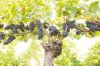 An old vine heavy with unthinned Pinot Noir grape clusters at a vineyard owned by Ken Wright. ## Photo provided by Ken Wright Cellars