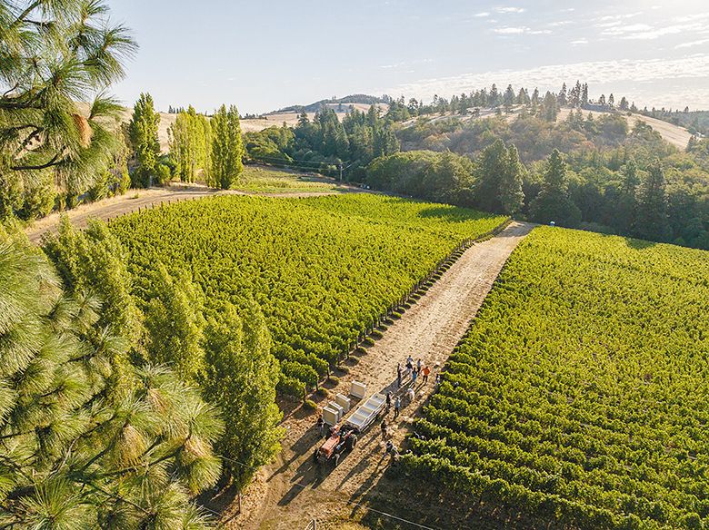 The group harvesting ripe Trousseau grapes for Analemma s Winegrower Series. ## Photo provided by Analemma Wines The group harvesting ripe Trousseau grapes for Analemma s Winegrower Series. ## Photo provided by Analemma Wines