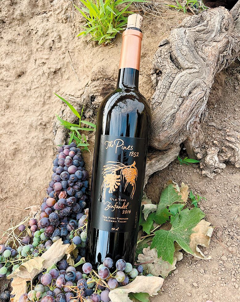 A bottle of The Pines 1852 Old Vine Zinfandel resting on the head of one of the old vine plants. ## Photo provided by The Pines 1852