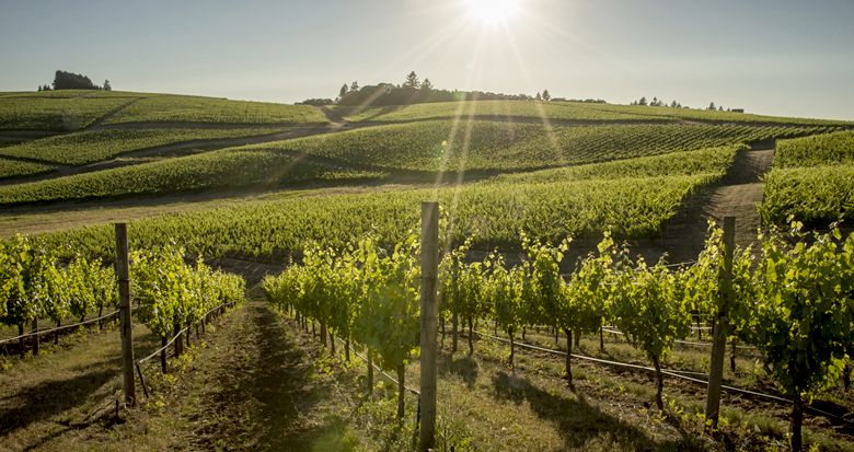 Cherry Hill Vineyard in the Eola-Amity Hills AVA shines in the sun. While this stunning property is NOT for sale, it’s a perfect example of how planting vines can greatly improve a land’s value, especially as the plants mature.  ##Photo by Andrea Johnson