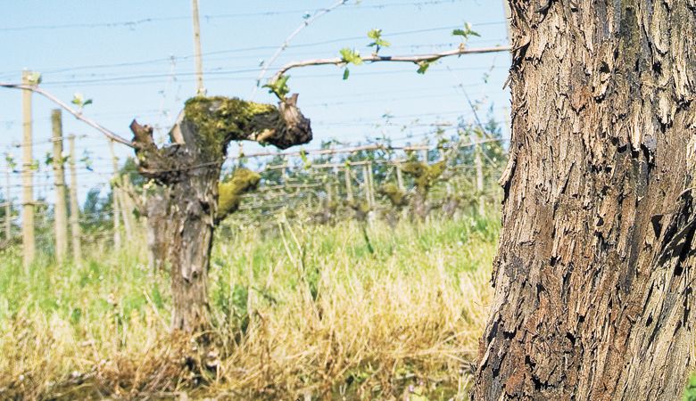 Old vines at Ponzi Vineyards. ##Photo by Andrea Johnson