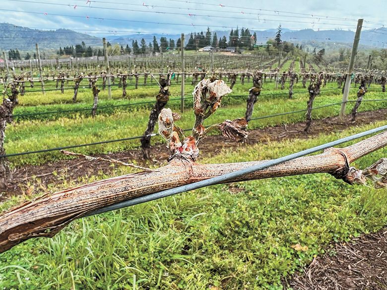 Dying primary buds after the April 2022 frost hit Roseburg&rsquo;s Abacela vineyards. ## Photo provided by Abacela
