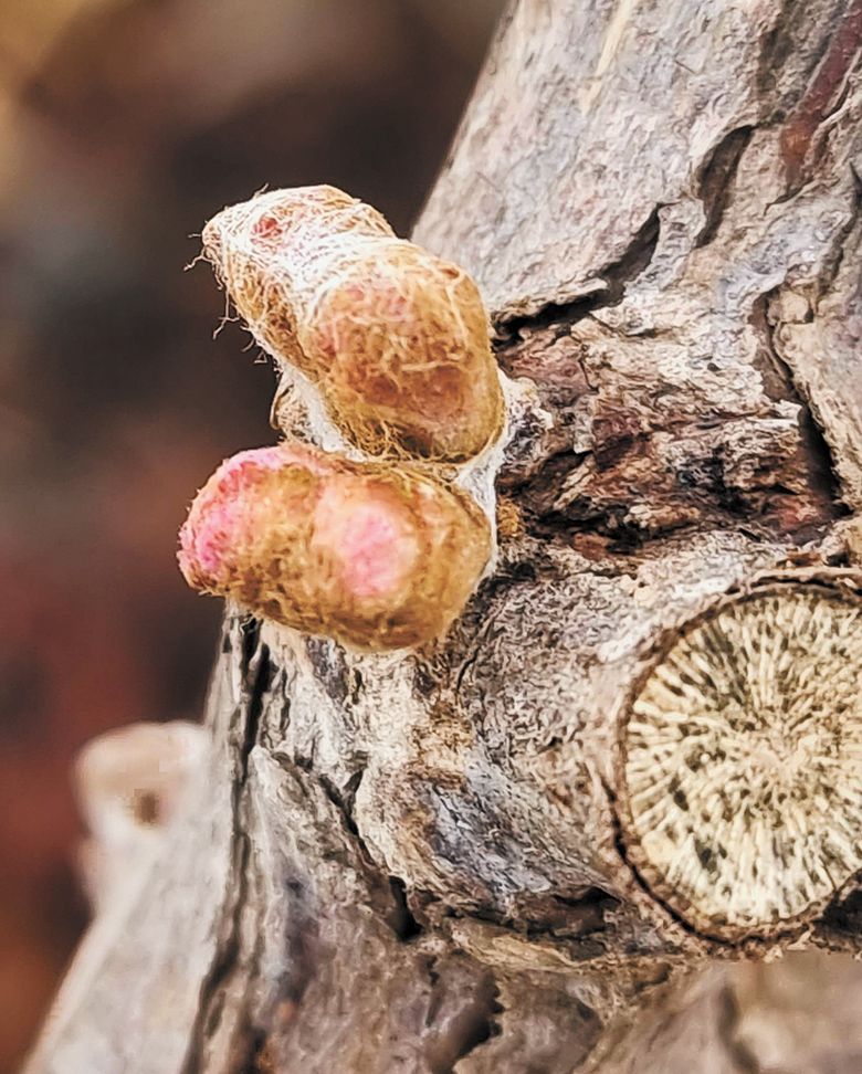 Fragile wooly buds as they begin emerging from a grapevine in Abacela&rsquo;s Fault Line Vineyards. ## Photo provided by Abacela