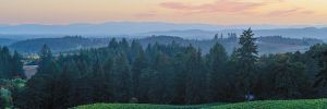 Alexana Estate’s vineyard in the Dundee Hills.  ## Photo provided by Alexana Estate