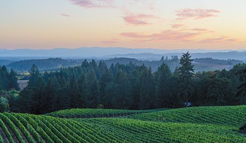 Alexana Estate’s vineyard in the Dundee Hills.  ## Photo provided by Alexana Estate