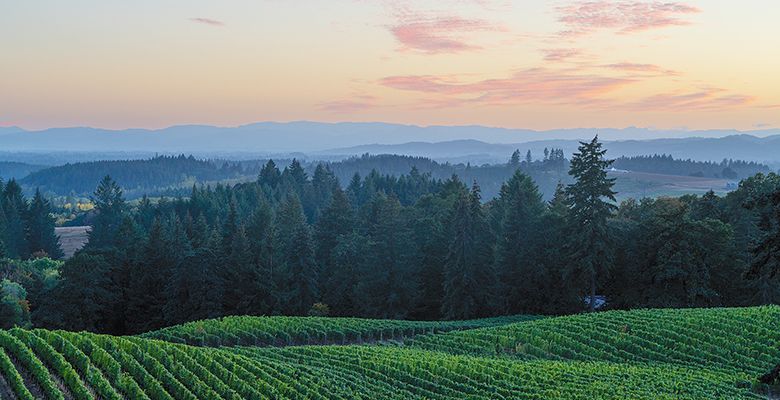 Alexana Estate’s vineyard in the Dundee Hills.  ## Photo provided by Alexana Estate