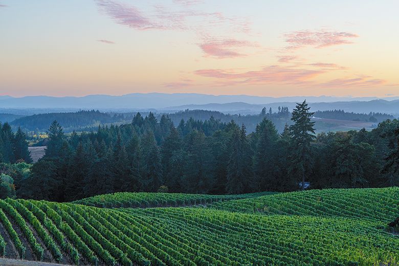 Alexana Estate’s vineyard in the Dundee Hills.  ## Photo provided by Alexana Estate