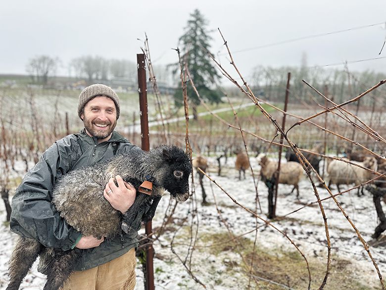 Overseeing properties in the Willamette Valley, Napa and Mendoza, Argentina, director of viticulture, Drew Herman, holds a sheep in a snowy vineyard. ## Photo provided by Alexana Estate