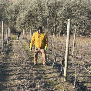 Montinore Estate’s vineyard foreman Alfredo Santiago standing among the winter vines. He has served the winery for over 40 years. ## Photo by Clay Wesson