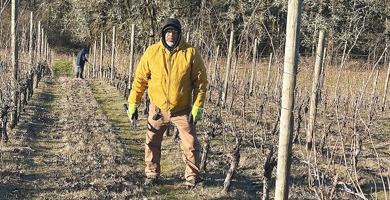 Montinore Estate’s vineyard foreman Alfredo Santiago standing among the winter vines. He has served the winery for over 40 years. ## Photo by Clay Wesson