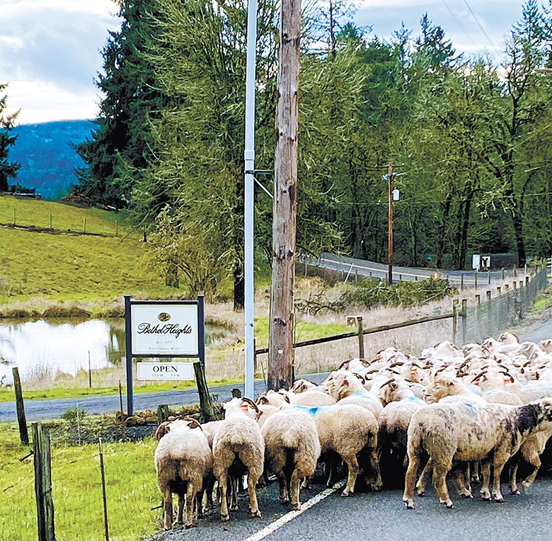 Sheep as they enter Bethel Heights. ##Photo provided by Bethel Heights Vineyard