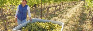 Abeja’s Amy Alvarez-Wampfler standing alongside a bin of freshly harvested estate grapes. She shares winemaking and general manager duties with husband, Dan Wampfler. ## Photo provided by Abeja