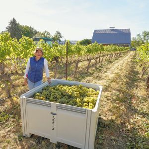 Abeja’s Amy Alvarez-Wampfler standing alongside a bin of freshly harvested estate grapes. She shares winemaking and general manager duties with husband, Dan Wampfler. ## Photo provided by Abeja