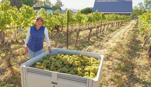 Abeja’s Amy Alvarez-Wampfler standing alongside a bin of freshly harvested estate grapes. She shares winemaking and general manager duties with husband, Dan Wampfler. ## Photo provided by Abeja