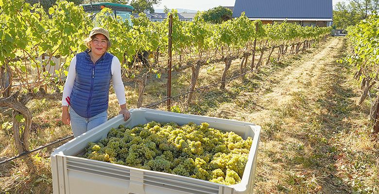 Abeja’s Amy Alvarez-Wampfler standing alongside a bin of freshly harvested estate grapes. She shares winemaking and general manager duties with husband, Dan Wampfler. ## Photo provided by Abeja