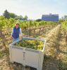 Abeja’s Amy Alvarez-Wampfler standing alongside a bin of freshly harvested estate grapes. She shares winemaking and general manager duties with husband, Dan Wampfler. ## Photo provided by Abeja