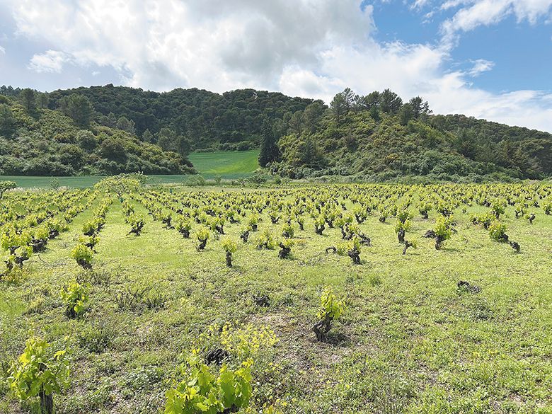 A vineyard of head-trained vines along a Camino route. ## Photo provided by Schultz Glory Oaks Vineyard