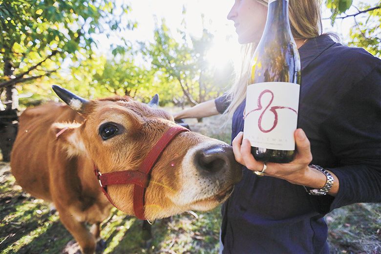 Analemma Wines co-founder Kris Fade with a resident cow. ##Photo by Sage Lamar Hoke