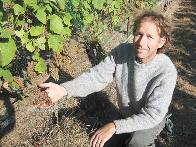Vigneron/winemaker Steven Thompson shows off a cluster of Gewürztraminer hanging on vines planted in the 1960s and once celebrated as the Dragonfily Vineyard, now renamed the Atavus Vineyard.