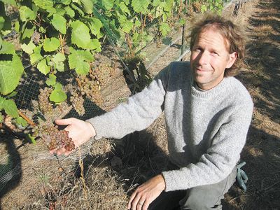 Vigneron/winemaker Steven Thompson shows off a cluster of Gewürztraminer hanging on vines planted in the 1960s and once celebrated as the Dragonfily Vineyard, now renamed the Atavus Vineyard. Vigneron/winemaker Steven Thompson shows off a cluster of Gewürztraminer hanging on vines planted in the 1960s and once celebrated as the Dragonfily Vineyard, now renamed the Atavus Vineyard.